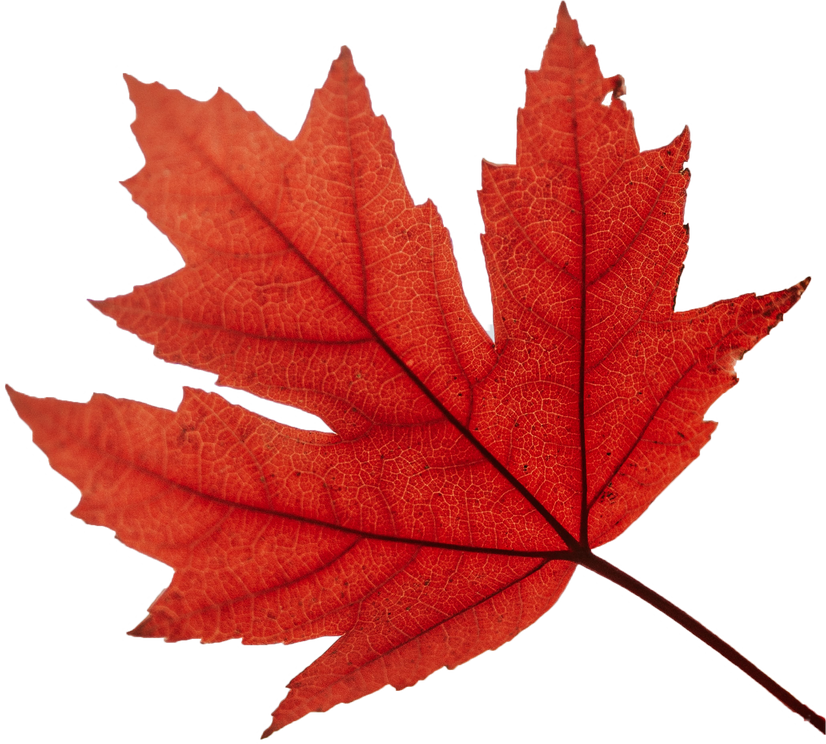 Autumn Maple Leaf